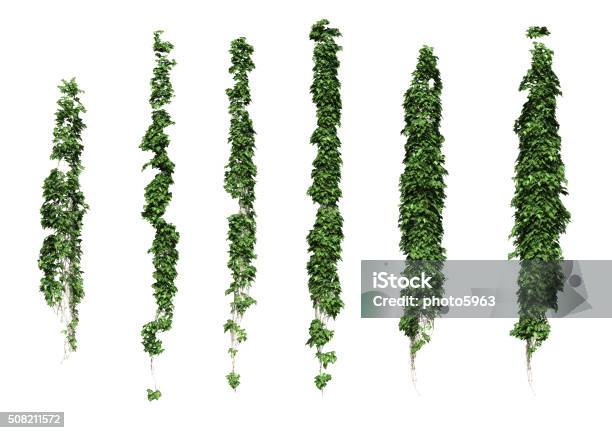 Ivy Stock Photo - Download Image Now - Creeper Plant, Vine - Plant, Ivy