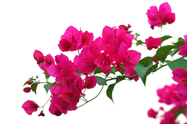 istock Bougainvillea flower. 508211603