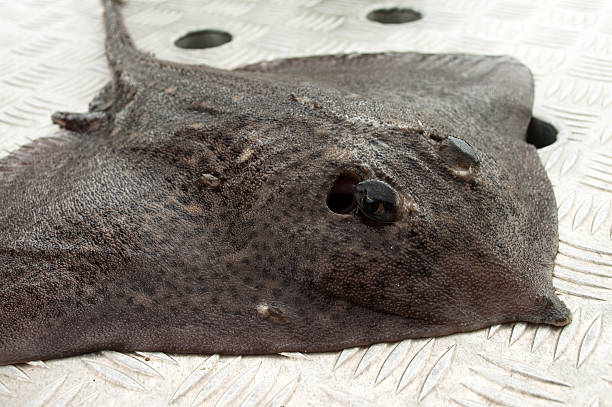 Bluespotted ribbontail ray, Taeniura lymma, fish in the Egypt Red Sea