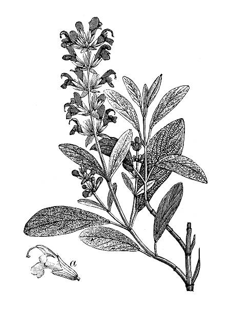 Antique illustration of Salvia officinalis (sage)