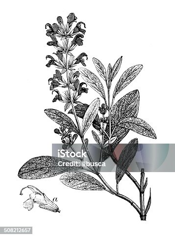 istock Antique illustration of Salvia officinalis (sage) 508212657