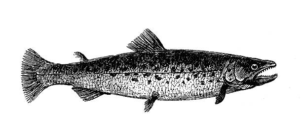 ilustraciones, imágenes clip art, dibujos animados e iconos de stock de anticuario ilustración de trucha toro (salvelinus confluentus) - bull trout