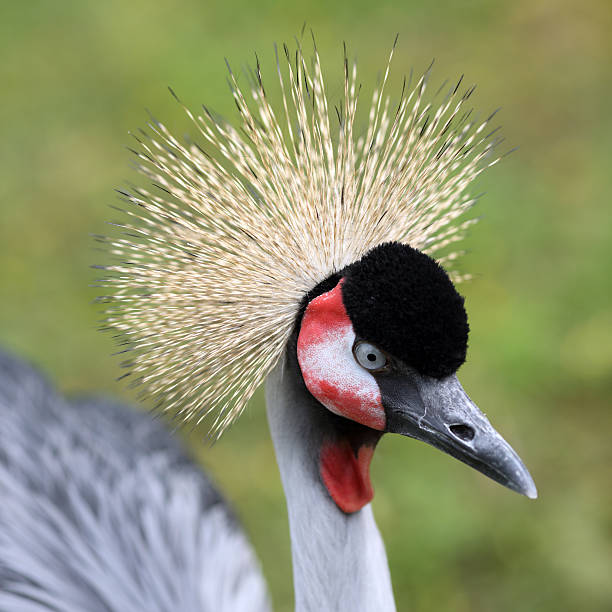 istock Grey crowned crane, Balearica regulorum 508212703