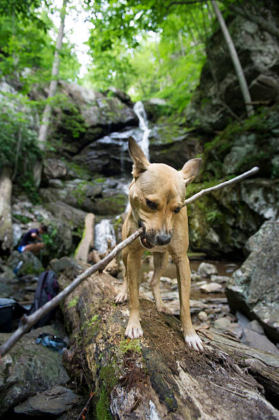 Carolina Dog Plays in Front of Waterfall on Appalachian Trail stock photo