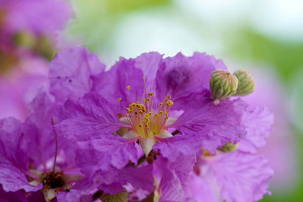 Pink flowers on white background