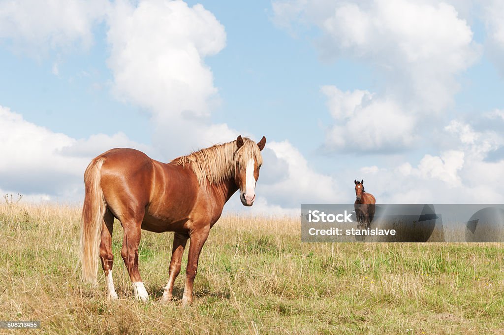 beautiful brown horse on the field Activity Stock Photo