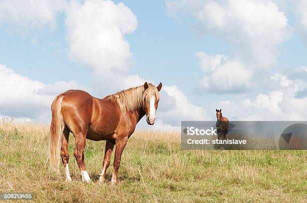 Beautiful Brown Horse On The Field Stock Photo - Download Image Now - Activity, Agricultural Field, Agriculture