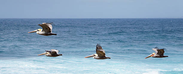 pelicans в полете - американский бурый пеликан стоковые фото и изображения