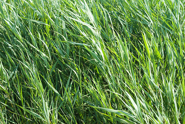 istock green reed in the summer 508213803