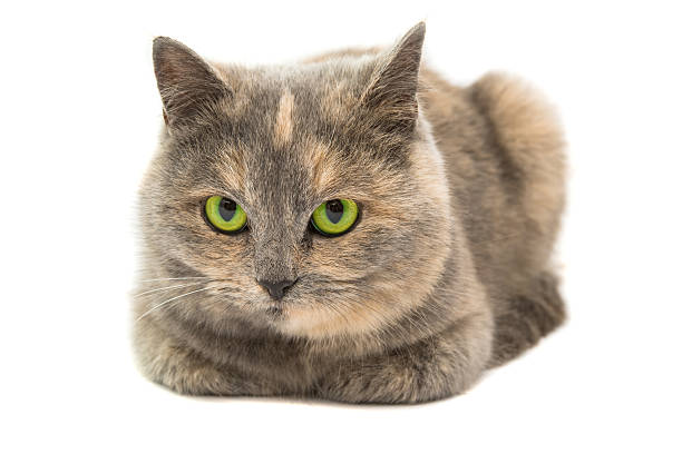 istock Close-up portrait of mixed breed cat isolated 508214162