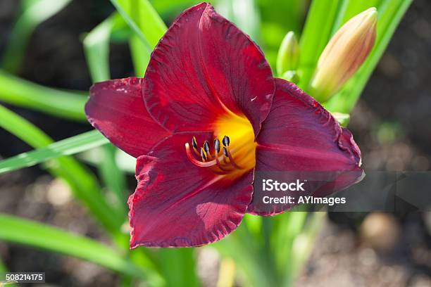 Hemerocallis Borgia Queen Stock Photo - Download Image Now - Day Lily, Horizontal, No People