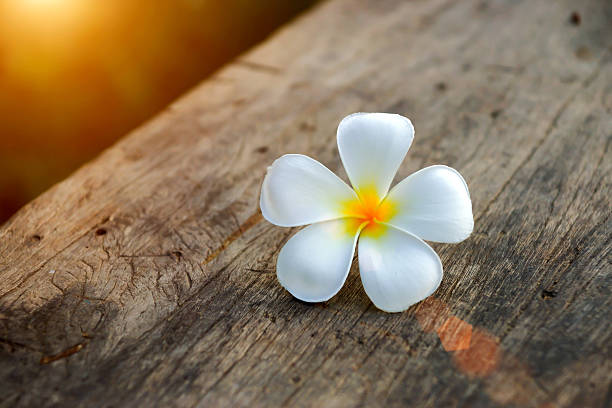 istock frangipani flower in the morning. 508214423