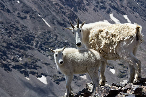 istock Mountain Goats atop Mt. Quandry in Colorado. 508214624