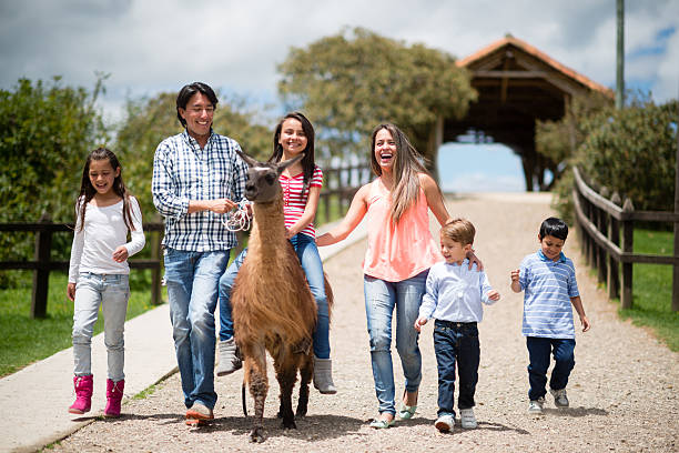 família em um animal park - zoo child llama animal - fotografias e filmes do acervo