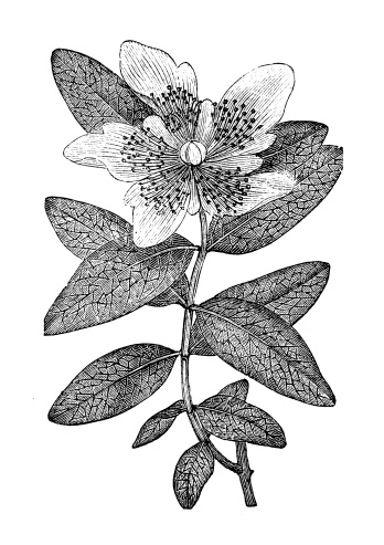 Antique illustration of Hypericum calycinum (Rose of Sharon, Aaron's beard, Great St-John's wort)