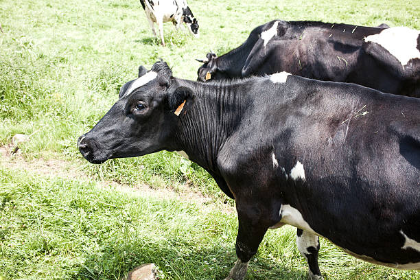 il vaca lechera - milker foto e immagini stock