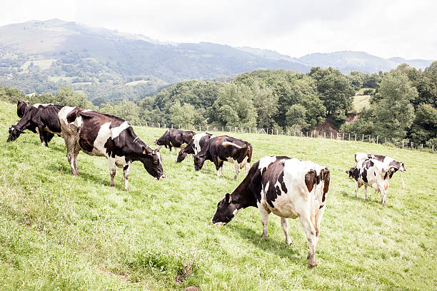 il vaca lechera - milker foto e immagini stock