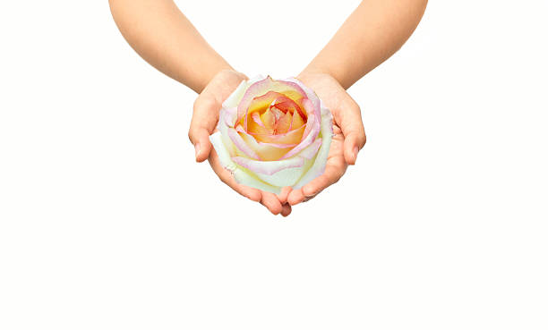 istock Hand holding a Pink rose bud in isolated 508215402