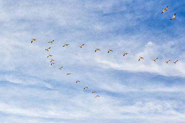 istock Geese Flying in V Formation 508215475