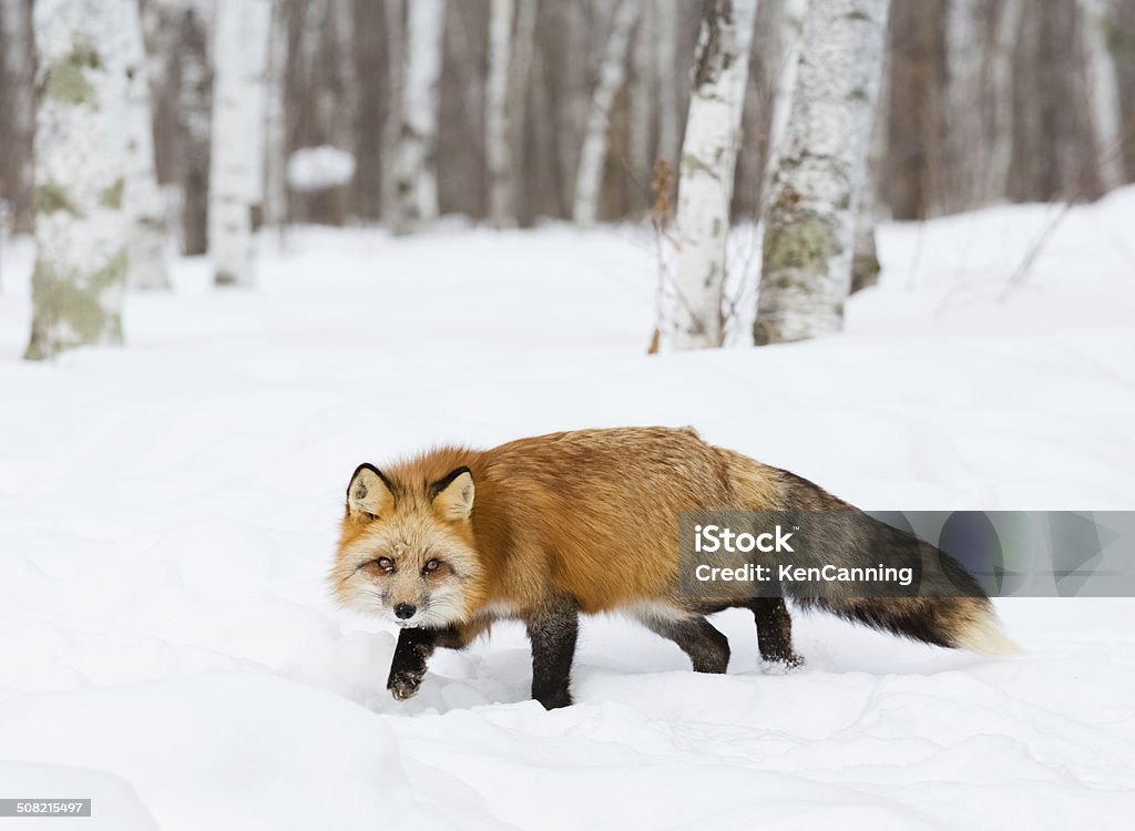 Red Fox in Winter Snow Fox Stock Photo