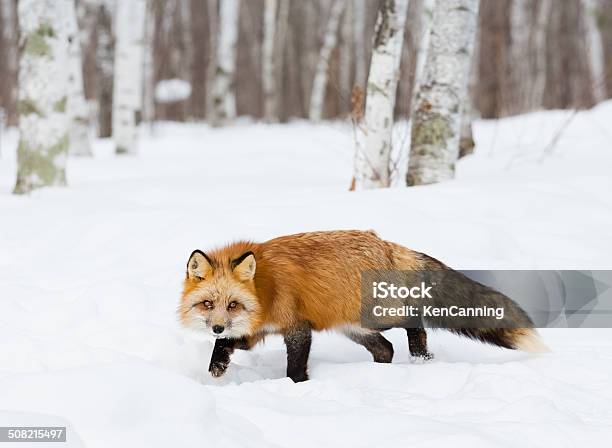 Red Fox In Winter Snow Stock Photo - Download Image Now - Fox, Animal, Animal Wildlife