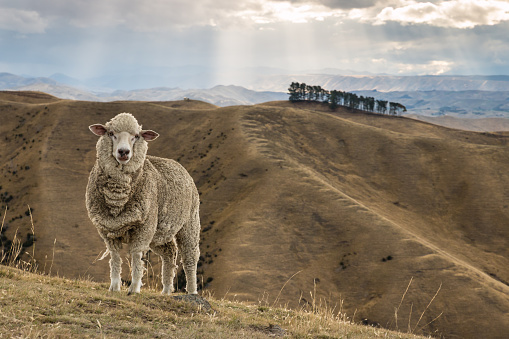 merino sheep standing on Wither Hills in New Zealand