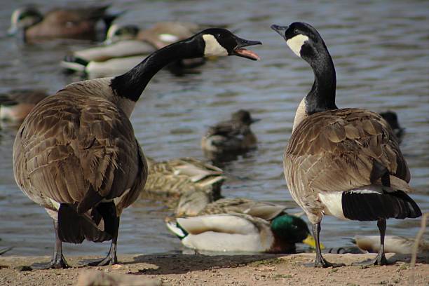 Greylag geese in a nature reserve. Close up of a pair on a riverbank. This is at Woodwalton Fen Cambridgeshire.