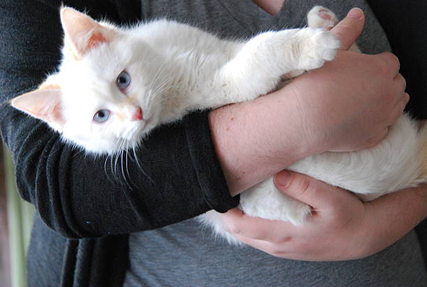 istock Woman Holding White Kitten 508216486