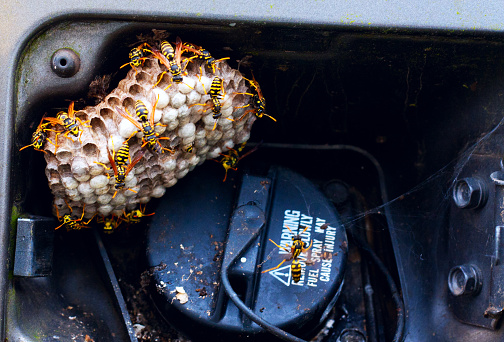 A yellow jacket nest built inside the gas cap compartment of a vehicle.
