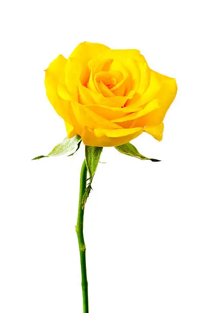 Photo of Yellow rose