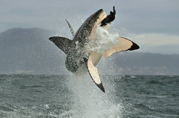 Great White Shark (Carcharodon carcharias) breaching in an attack. Great White Shark (Carcharodon carcharias) breaching in an attack. Hunting of a Great White Shark (Carcharodon carcharias). South Africa animals breaching photos stock pictures, royalty-free photos & images