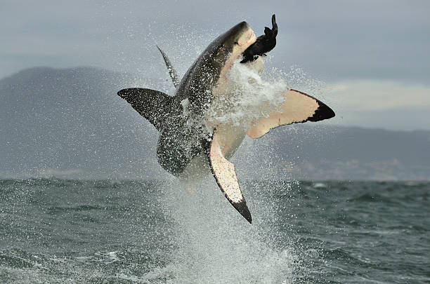 Great White Shark (Carcharodon carcharias) breaching in an attack. Great White Shark (Carcharodon carcharias) breaching in an attack. Hunting of a Great White Shark (Carcharodon carcharias). South Africa predator teeth stock pictures, royalty-free photos & images