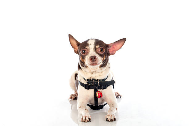 istock chihuahua dog 508220124