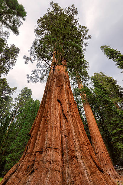 istock Giant sequoia forest in Sequoia National Park 508220504