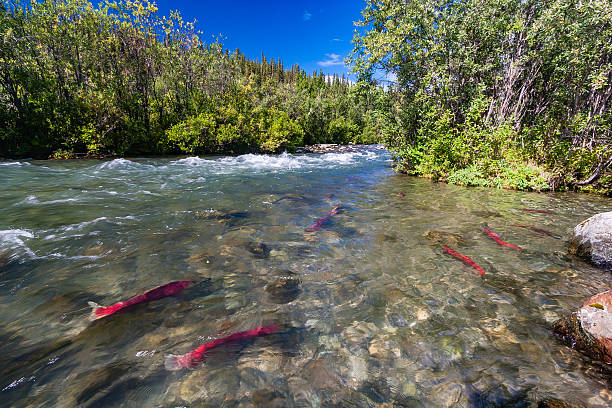 Sockeye salmon in the Gulkana River, Alaska stock photo