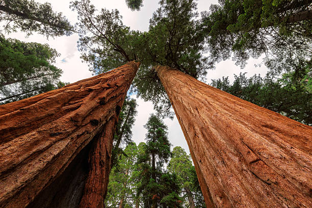 istock Giant tree closeup in Sequoia National Park 508221384