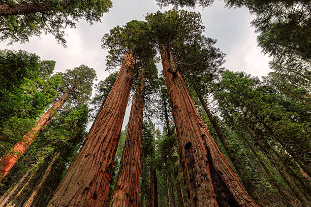 istock Sequoia National Park in USA 508221616