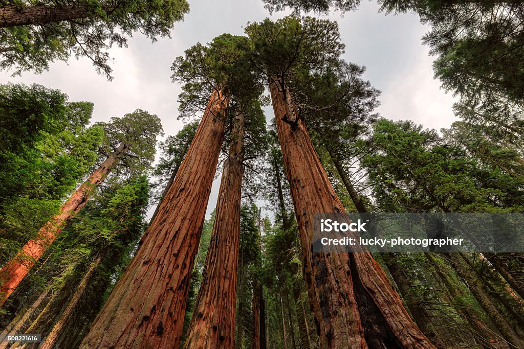 Sequoia National Park in USA Ancient Giant Sequoias Forest in Sequoia National Park, California, United States. Visalia Stock Photo