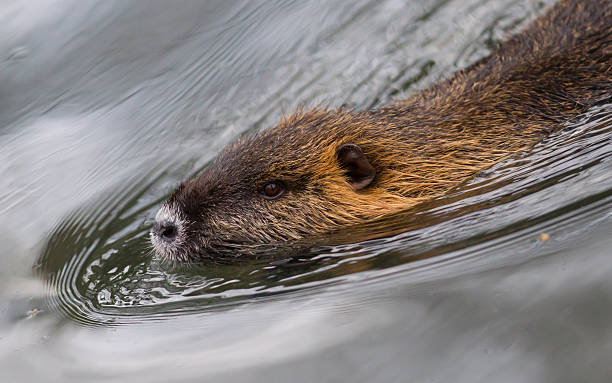 istock Myocastor coypus, single mammal 508222198