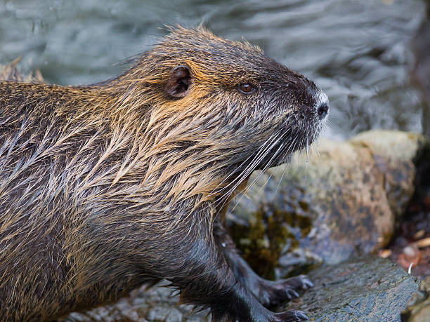 istock Myocastor coypus, single mammal 508222218