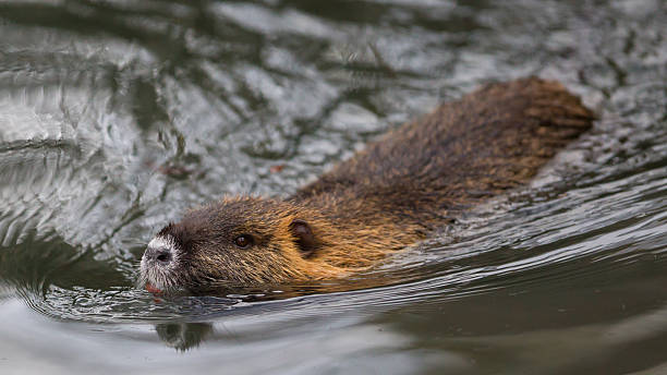 istock Myocastor coypus, single mammal 508222262