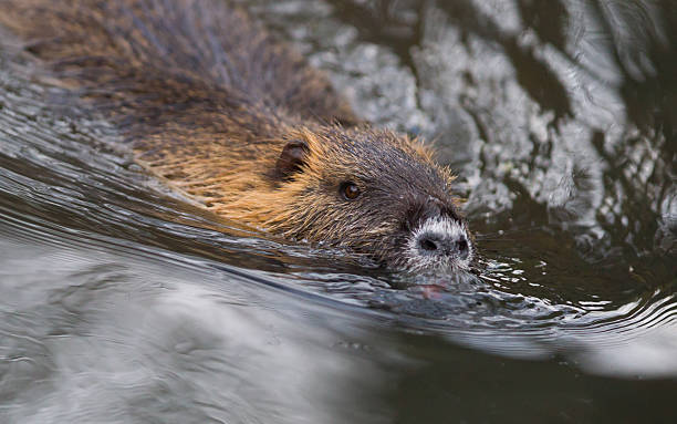 istock Myocastor coypus, single mammal 508222308
