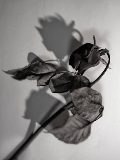 istock Dry Flowers - Rose 508222960