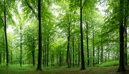 Newly sprung beech forest in southern Sweden. Extremely high resolution.