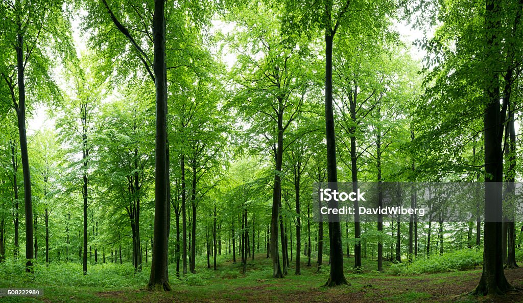 Sunlight shine in newly sprung summer beech forest. sweden (XXXLarge) Newly sprung beech forest in southern Sweden. Extremely high resolution. Forest Stock Photo