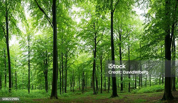Sunlight Shine In Newly Sprung Summer Beech Forest Sweden Stock Photo - Download Image Now