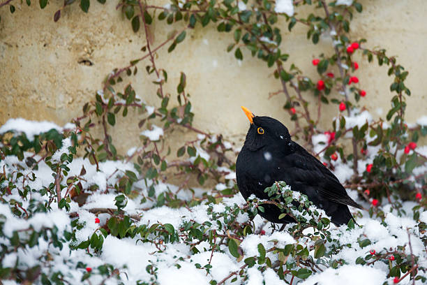 Common Blackbird Perched on a Mossy Tree (winter in Austria)