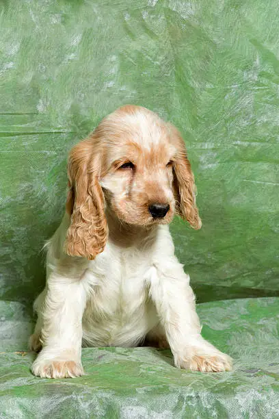 beige English Cocker Spaniel puppy on green background