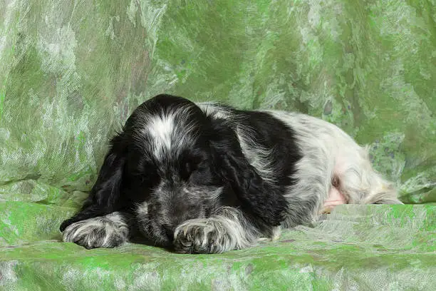 blue (black and white) English Cocker Spaniel puppy on green background