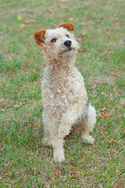 istock Fox terrier dog sitting in the grass 508229027
